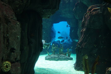 Fish in underwater cave