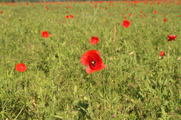 Beautiful wild poppy flower in the meadow