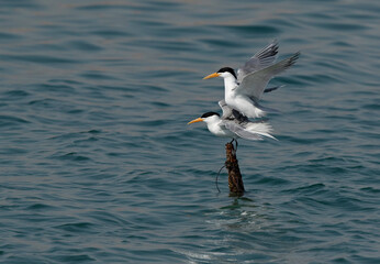 Fototapeta na wymiar Lesser Crested Terns mating at Busaiteen coast, Bahrain