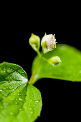 Buds of a philadelphus coronarius on black_aperture 5.6