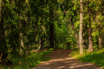 Path through a Swedish forest lined with fur trees with a blurred background on a sunny summer day, Stockholm Sweden