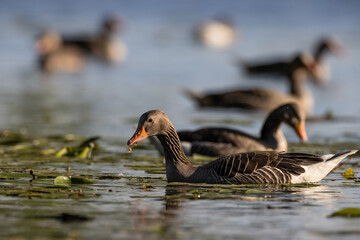 Graugans © Constantin