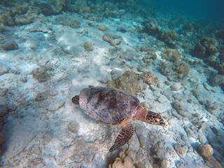 Green turtle
