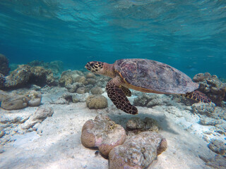 Green turtle