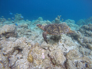 Green turtle
