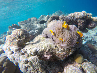 False Clown fish