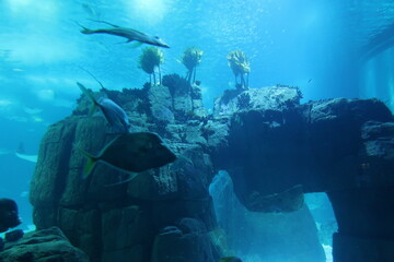 Fish in underwater cave