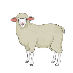 Cute little sheep farm pet