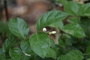 jasmine flower in a garden