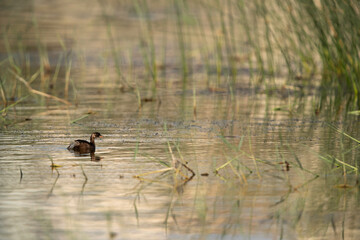 Little grebe chick in Buhair lake, Bahrain