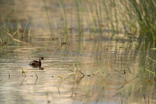 รูปภาพMirandornithes เลือกดูภาพถ่ายสต็อก เวกเตอร์ และวิดีโอ114