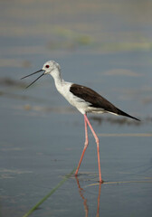 Black-winged Stilt alert call at Buhair lake, Bahrain