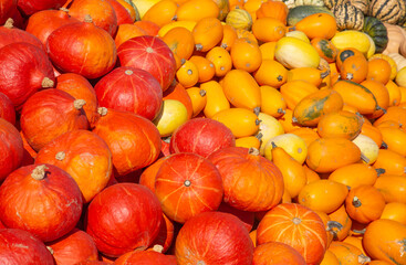 Colorful pumpkins
