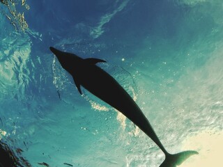 dolphin swimming in the water