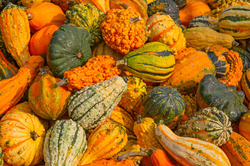Colorful pumpkins