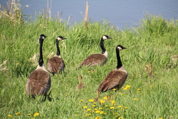 Family Of Geese In The Grass, Pylypow Wetlands, Edmonton, Alberta