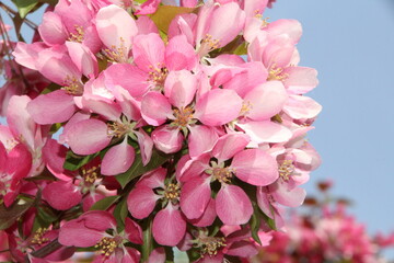 Glory Of Spring, Gold Bar Park, Edmonton, Alberta