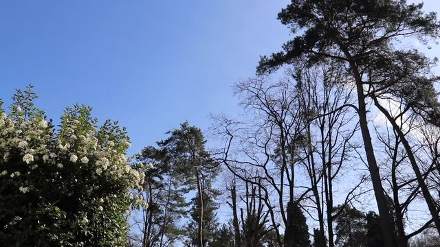 Timelapse of some plants and trees moving along with the wind on a perfect, sunny day in Spring. Blue skies, barely any clouds. Shot on a Canon 80d in Schiplaken forest, Belgium.