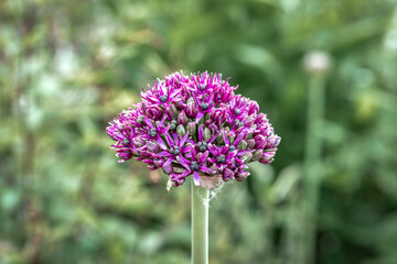 Close up of a half open bud of purple onion flower (allium)