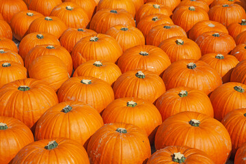 Colorful pumpkins