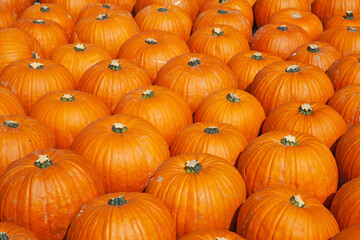 Colorful pumpkins