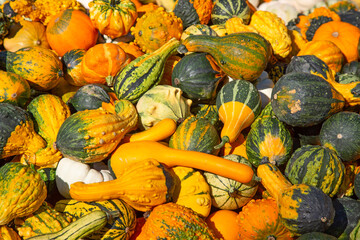 Colorful pumpkins
