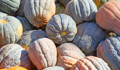 Colorful pumpkins