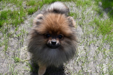 Obraz premium A little fluffy dog of spits. Front close-up view.