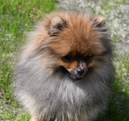 A little fluffy dog of spits. Front close-up view.