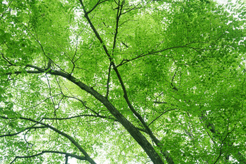low angle view of spring green tree in forest