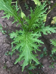 blooming mustard in the garden green