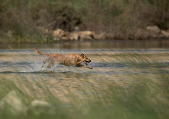 Street dog running to catch wild birds in Buhair lake, Bahrain