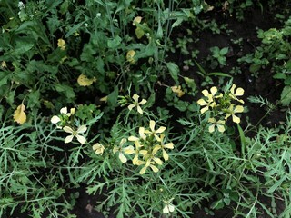 blooming greens with yellow flowers in the garden