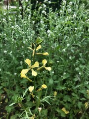 blooming green with yellow flowers in a summer garden