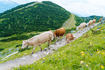 Fototapeta na wymiar Cow and calf spends the summer months on an alpine meadow in Alps. Austrian cows on green hills in Alps. Alpine landscape in cloudy Sunny day. Cow standing on road through Alps. Many cows on pasture