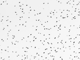 Bienenschwarm vor hellem Himmel