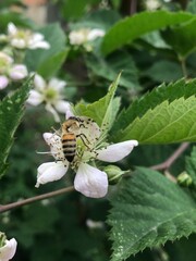 insect life, a bee diligently collecting nectar