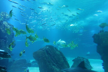 Fish in an aquarium
