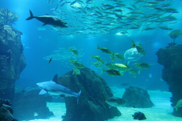 Fototapeta na wymiar Fish in an aquarium