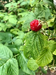 red raspberry in the summer garden