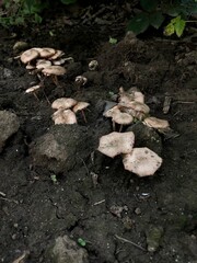 mushrooms sprouted in the ground in the garden