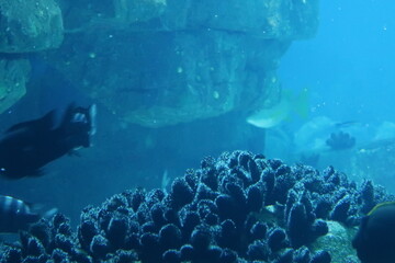 Fish in an aquarium