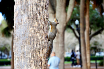Climbing the tree one more time