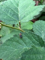 insect life, a bug on a blackberry branch in the garden
