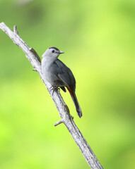 gray catbird on the branch in spring