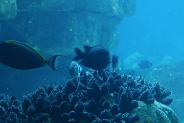 Fototapeta na wymiar Fish in an aquarium