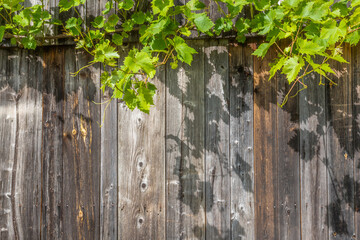 Fototapeta premium Holzhintergrund mit Weinrebe