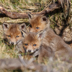 Fototapeta na wymiar Red fox cubs in a new world at nature
