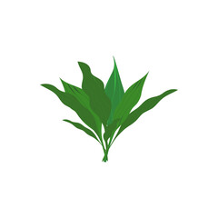 Isolated green leaves on a white background

