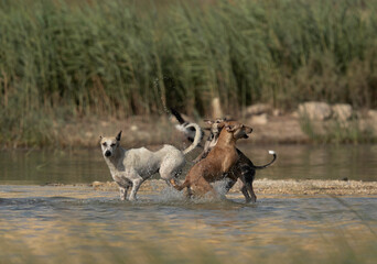Street dogs in  Buhair lake entered to catch wild birds